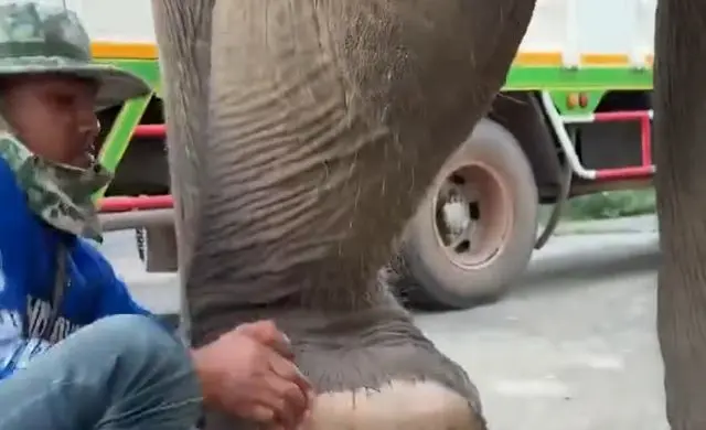 Слоняшке было больно