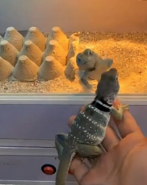 Реакция самца ошейниковой игуаны, когда он впервые в жизни увидел самку