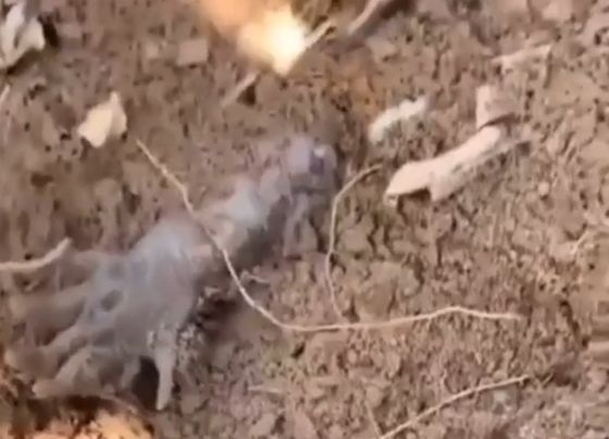 Решил покопаться в огороде, чуть не получил инфаркт⁠⁠