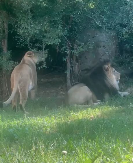 Львица укусила своего льва за попу и убежала