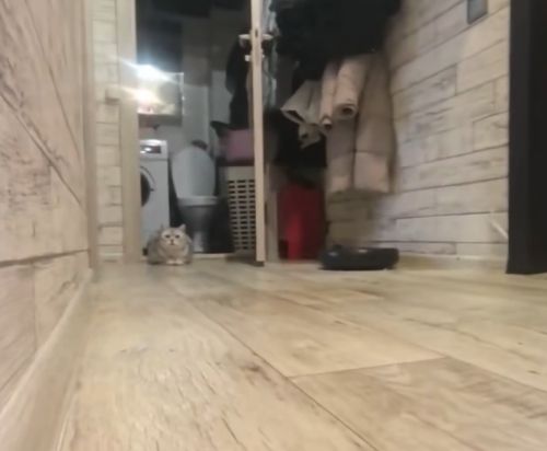 Любимая игра с котом⁠⁠