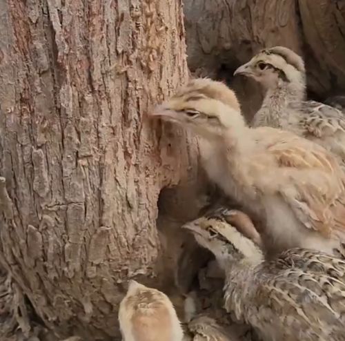 Птенцы серого турача едят термитов⁠⁠