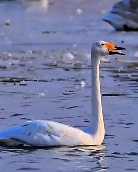 Взлет. Выполняет пилот Лапчатый