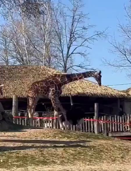 Слышь, пернатый, отвали...