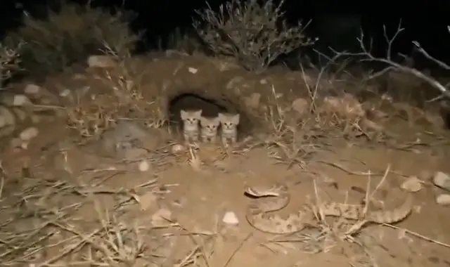 Змея против котеек