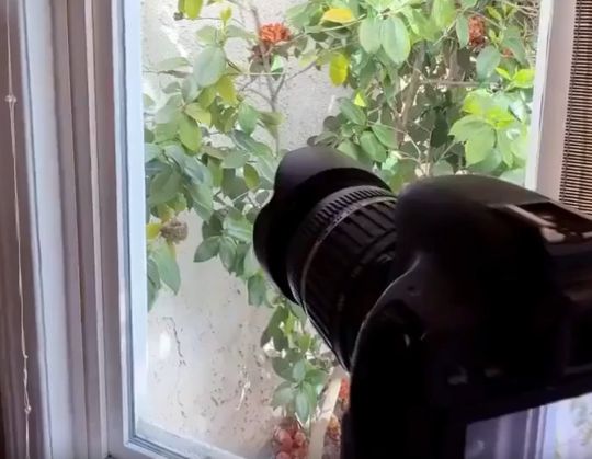 Птенец колибри