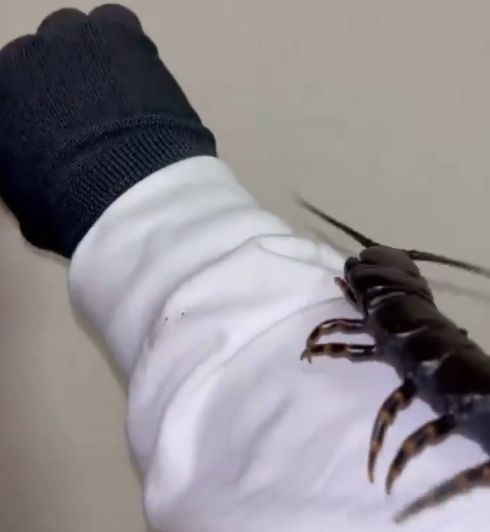 Это вам не котик