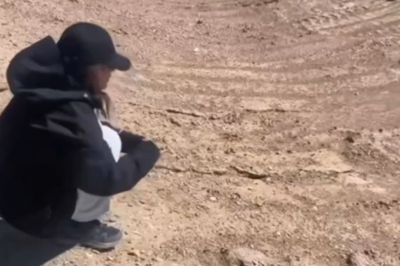 Реальный размер тибетской лисы