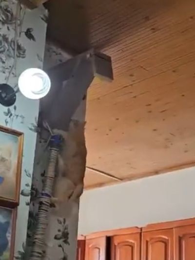 Встречайте: Кот, Который Покорил Всех