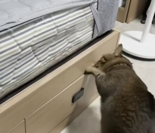 Когда к хозяйке приехали внуки