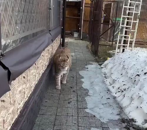 Знакомьтесь — рысь Пирожок