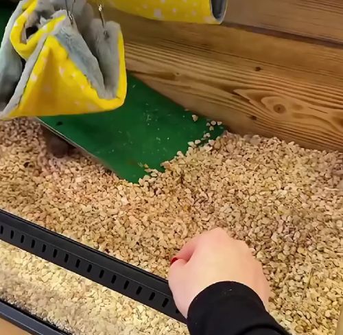 Живенькая животинка⁠⁠