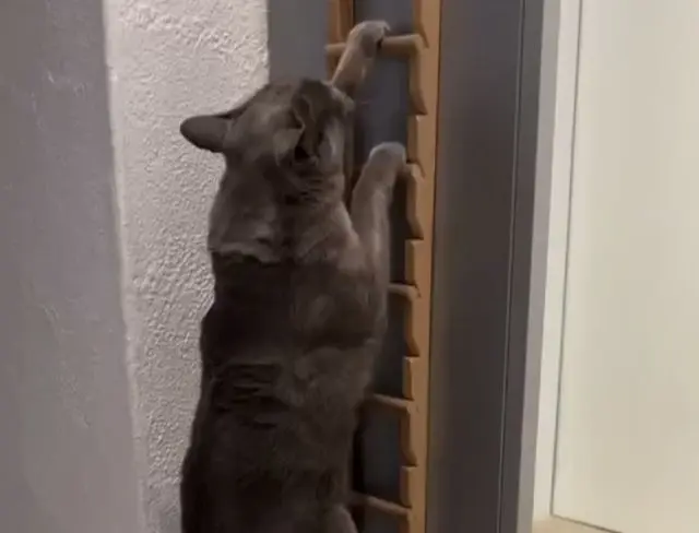 Всё для любимчиков