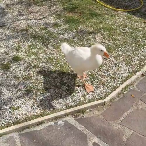 Котогусь