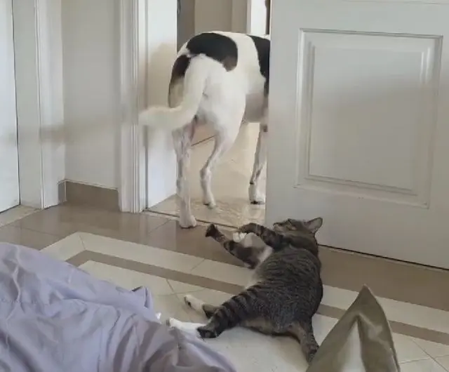 Запрещённый приём от Барсика