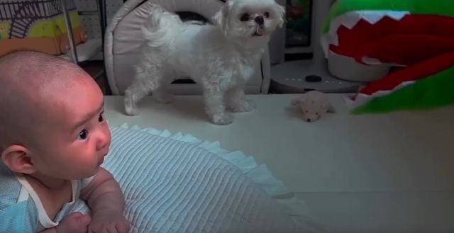 Собака защищака⁠⁠