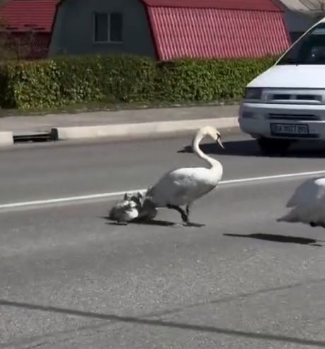 Лебедь защищает свое семейство