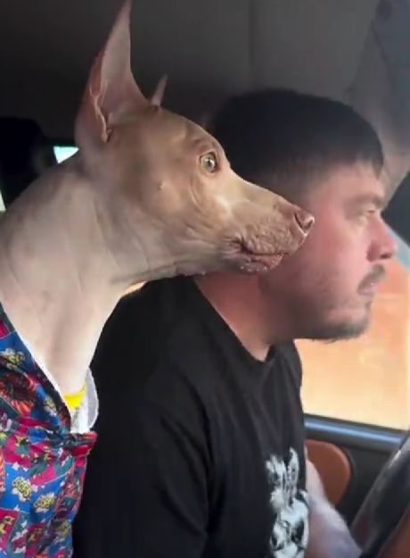 Собакен возмущен