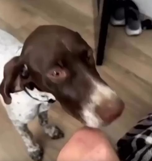 Этот пёс впервые услышал как звучит губная гармошка⁠⁠