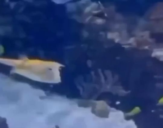 Рыбка контролирует Ормузский пролив⁠⁠