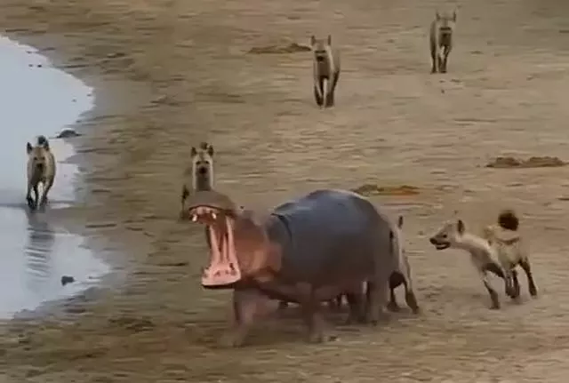 Дикая природа