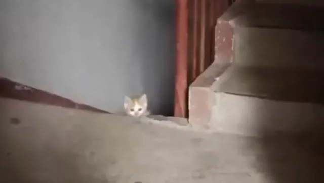 Девушка каждый день кормила бездомную кошку, а когда та родила единственного котёнка, то вежливо попросила забрать его