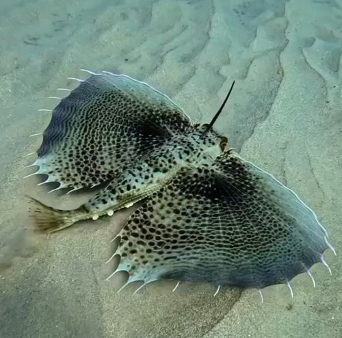 Средиземноморский долгопёр⁠⁠