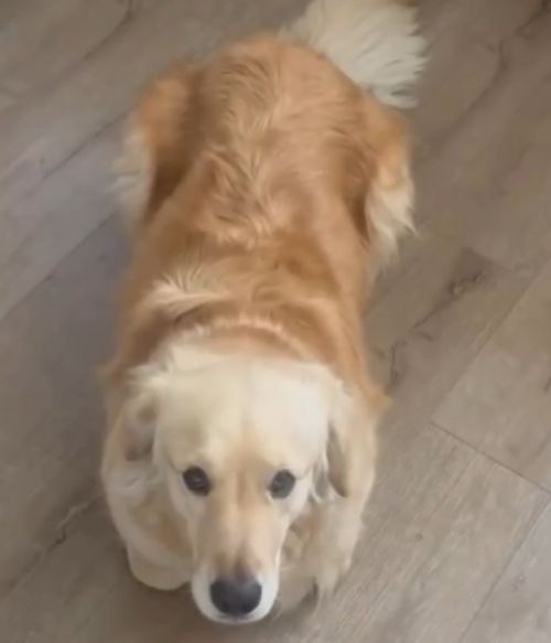 Как понять, что собака выросла с котами⁠⁠