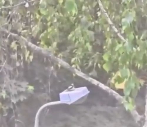 Дятел мешает спать