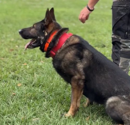 Совершенное оружие