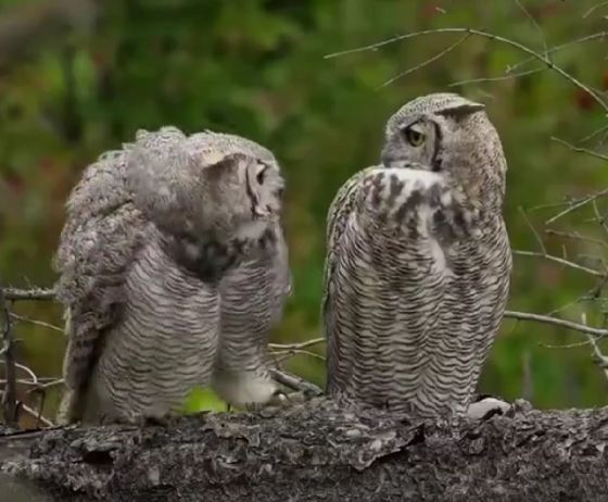 Совиные нежности⁠⁠