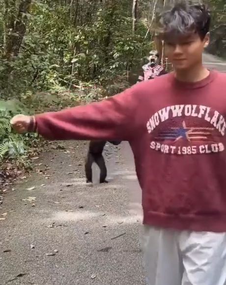 Гиббоны прикольные, они как маленькие люди⁠⁠