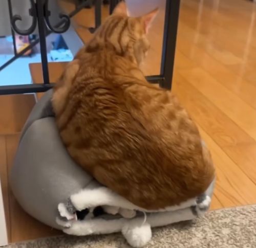 Мне так удобно, не беспокоить⁠⁠