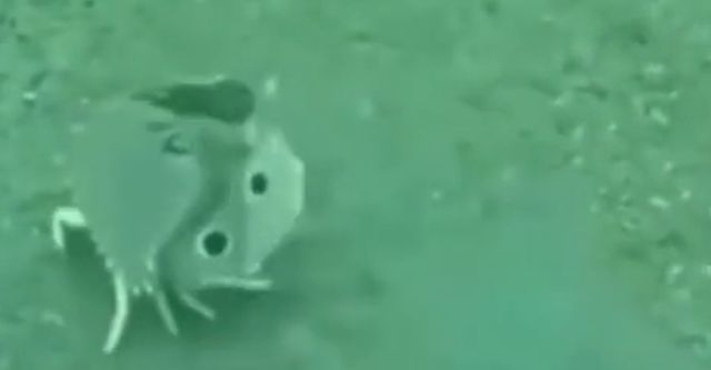 Телохранитель⁠⁠