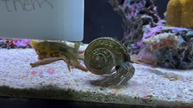 Летящей походкой