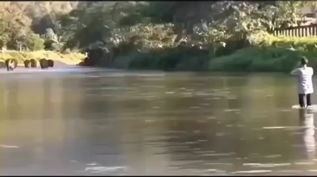 Он уехал от слонов на 14 месяцев, а когда вернулся, они бежали к нему по воде