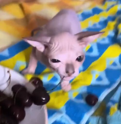 Черешневый вор⁠⁠