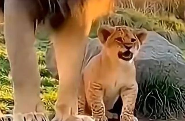 Тоже коты... котята