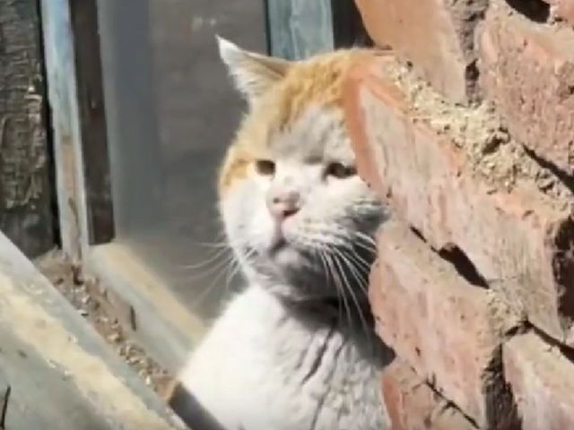 Сиротка - три подбородка