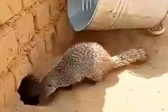 Хрена себе Рики-тики-тави!