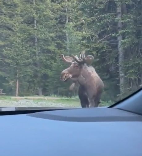 - Подожди, сохатый, мне только спросить!⁠⁠