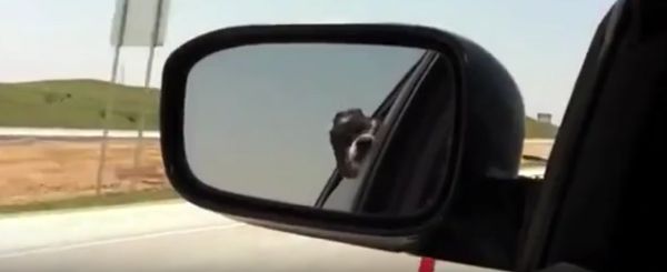 Собака-обзывака⁠⁠