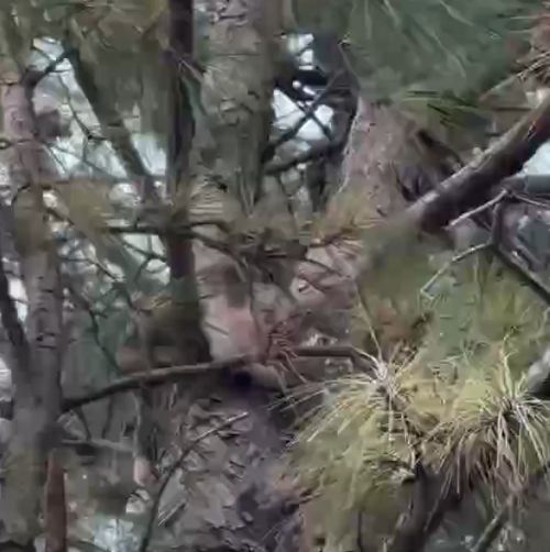 Он заметил недоверие в глазах шерстяного