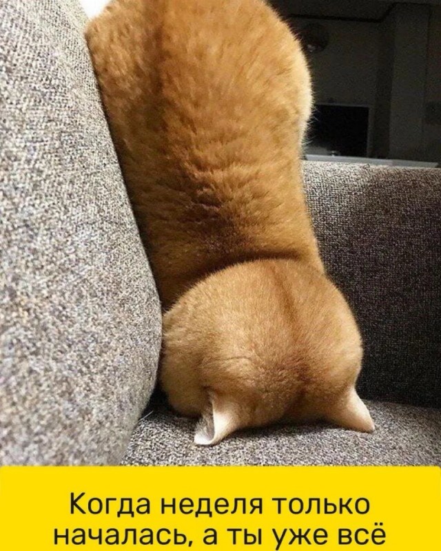 Веселые картинки 07.04.2026