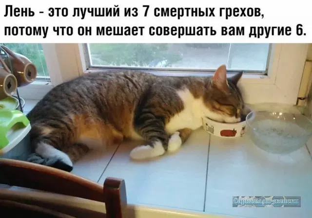 Смешные картинки с котиками 27.04.2026