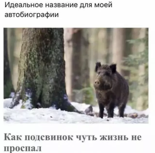 Вечерние приколы 23.04.2026