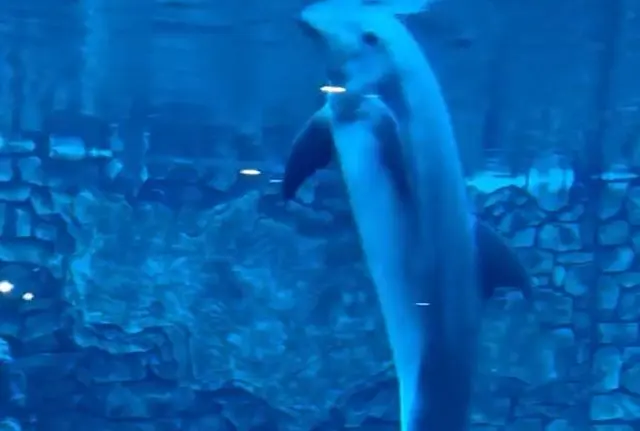 Знали что дельфины так умеют⁠?