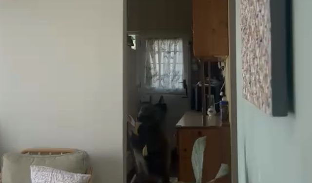 Огромный павиан украл фрукты у туристов и забавно убежал от женщины с полотенцем