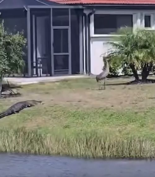 Журавль против крокодила