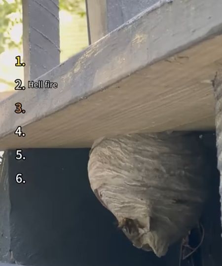 Уничтожение гнёзд желто-черной нечисти